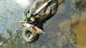 sambaran ikan hampala #ikan #mancing #hampala #sebarau #fishingvideo #mancingcasting #short #trending #fyp
