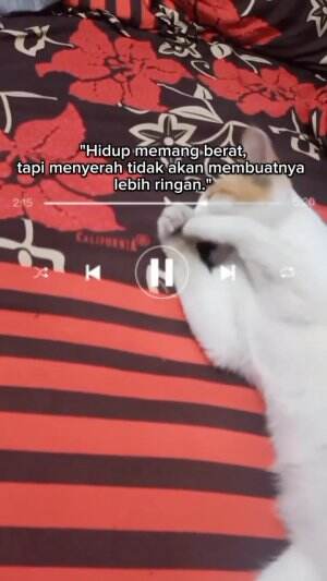 Meskipun Hidup Berat, Tapi Harus Tetap Semangat 

 #Semangat  #motivasi  #Kucing 