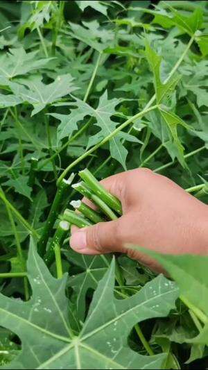 Khasiat daun pepaya untuk kesehatan #Berkebun #fyp #fypシ゚viral #trending #foryou #RCTIPlus #HOTrctiplus #edukasi 