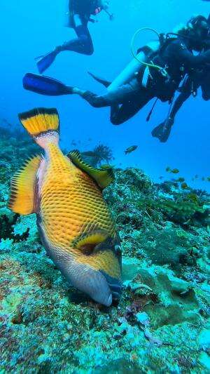 Para penyelam bertemu ikan triggerfish
.
#laut
#triggerfish
#viral