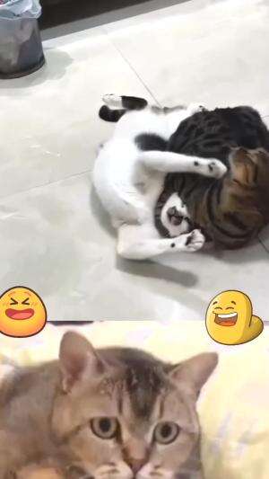 Kucing sang master  #kucinglucu  #videolucu  #binatanglucu 