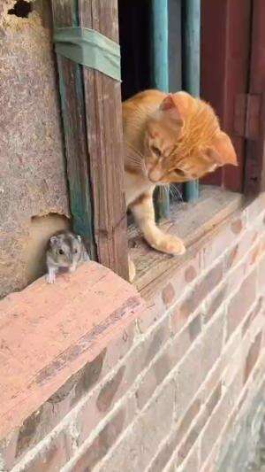 Lucu banget si kucing nya heheh😭😄 
 #fyp  #fypシ  #fypage  #foryoupage  #foryou  #vidiolucu  #vidiomeme 