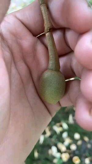 perkembangan buah durian dari bunga sampai panen #Inspirasi 