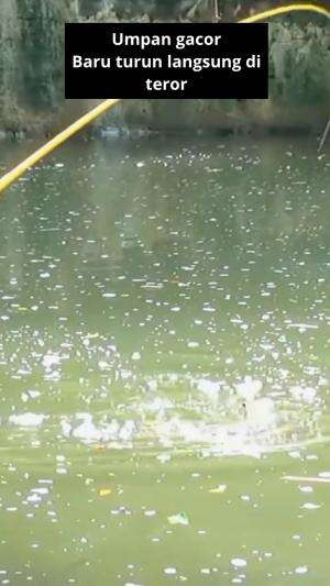 baru turun langsung di hajar  #mancing  #RCTIPlus  #HOTrctiplus  