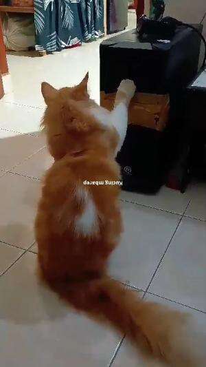 kucing oyen kakinya kecantol CPU lucuu
 #HOTrctiplus #shortplus #kucingoyen #duniakucing