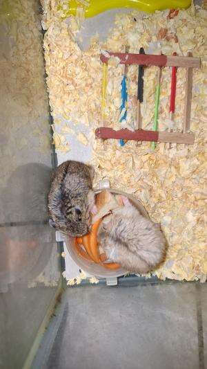 hamsterku tiga semuanya gemuk #hamster #tingkah lucu hewan peliharaan 