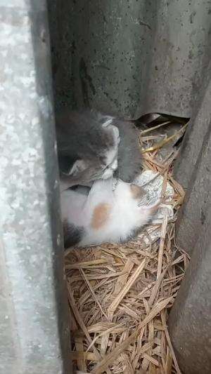 anak kucing  #Kucing apa bajing luncat nih> 