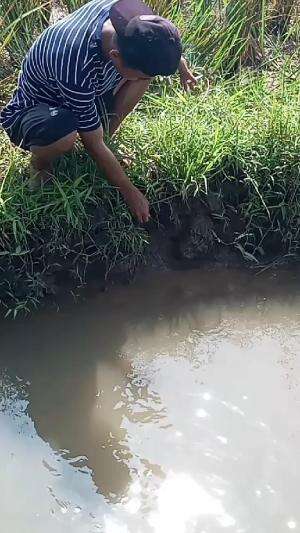 Mancing Belut !! strike belut di sungai , hampir dilempar