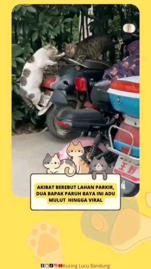 VIRAL!!! GARA GARA BEREBUT LAHAN PARKIR

#kucinglucu #kucingoyen #catlovers #pencintakucing #kucinggemoy #kucinggemes #sahabarkucing