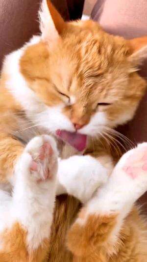 kucing oren #Kucing #kucingoyen 