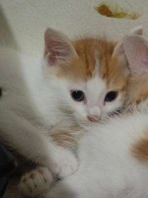 IDOL XIII SYEIKA 24 TANGSEL TERTAWAN HATI 