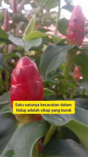 hidup itu mudah  
kita sendiri yang membuat rumit..

#quotes 
#nasihatkehidupan 
#videoshort 
#videostory