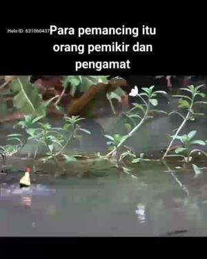 pemancing itu??