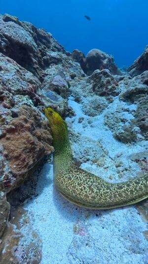 Motivasi untuk hari ini #laut 