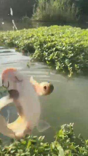 lucky fishing #fishing  #mancing