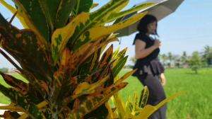 Cianjur Lembur Kuring - Teh Esa