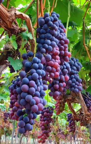 Enjoying a peaceful day picking fresh, juicy grapes straight from the vine. Nothing beats the taste of nature’s sweetness! A perfect blend o