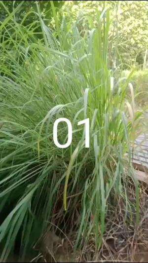 01. MANFAAT DAUN SEREH
 #manfaatdaunsereh
 #untukmengurangiberatbadan
 #untukmenjagakesehatan
