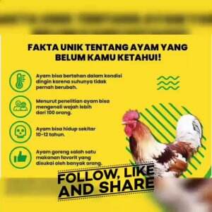 fakta tentang ayam