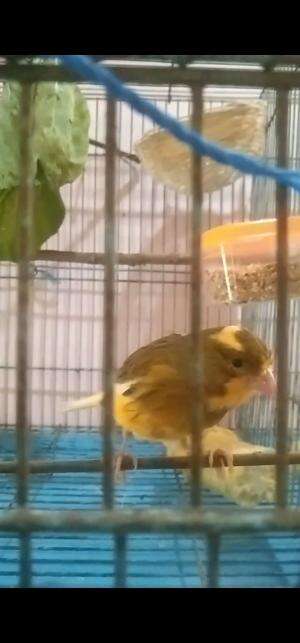 bismillah. hari pertama penjodohan kenari loper. tgl 1 Juni 25. semoga membawa hasil dan berkah  #kenariloper  #ternakkenari
 #fypシ゚viral  #