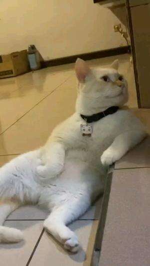 LAGI SANTAI KAWAN

#kucinglucu #kucingoyen #catlovers #pencintakucing #kucinggemoy #kucinggemes #sahabarkucing