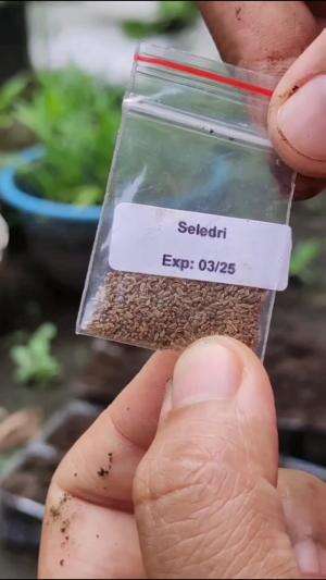 Nanem sayuran dari biji ternyata mudah #Berkebun #fyp #fypシ゚viral #trending #foryou #RCTIPlus #HOTrctiplus 