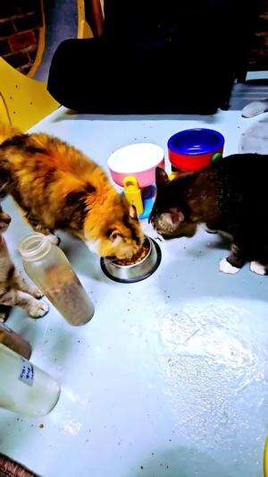 berebut makanan
#HOTrctiplus #shortplus #kucingoyen #duniakucing