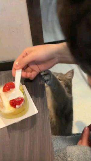 MAU KUE

#kucinglucu #kucingoyen #catlovers #pencintakucing #kucinggemoy #kucinggemes #sahabarkucing