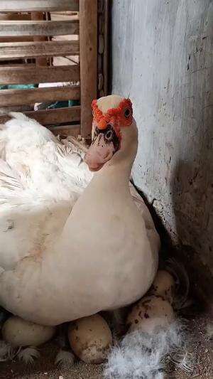 entok gemoy sedang mengeram
 #HOTrctiplus #shortplus 