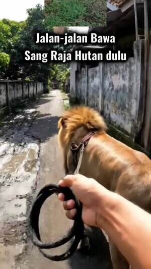 jalan-jalan bawa sang raja hutan 😳 
 #Viral  #fyp #fypシ #fypシ゚viral #trending 
