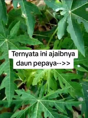 Manfaat sayur daun kates #Berkebun #fypシ゚viral #trending #foryou #RCTIPlus #HOTrctiplus 