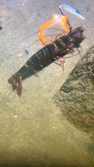 Seekor udang hitam yang lincah
.
#laut
#udang
#viral