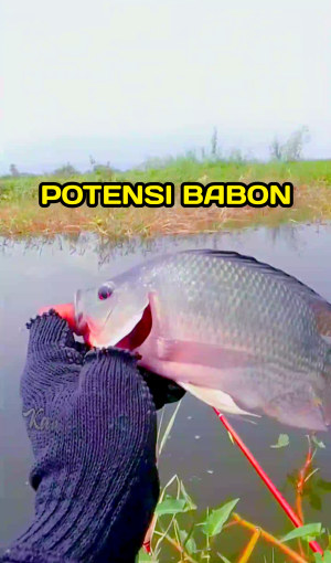 Mancing Mania Manyap #Cara mancing  #hobby  #Sabar Banget Mancingnya  #1TRENDING 