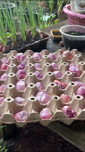 #Berkebun #fyp #fypシ゚viral #trending #foryou #RCTIPlus #HOTrctiplus 
