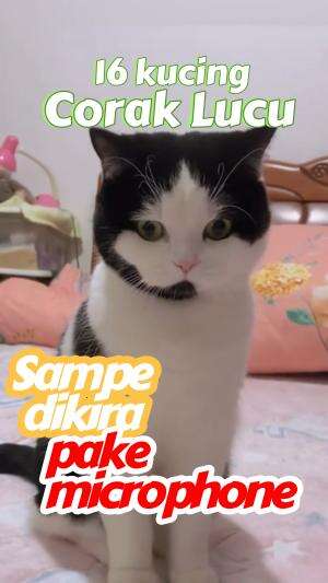 emang ada kucing seperti ini❓ #short 