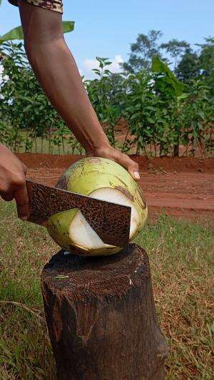 very perfect coconut peeling skills  #hiburan  #fyp   #coconut  #cuttingskills 