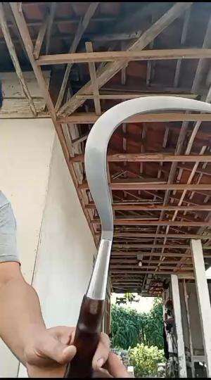 takabuh 60cm 
 #Viral 