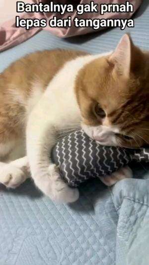 GAK MAU DIAMBIL BANTALNYA

#kucinglucu #kucingoyen #catlovers #pencintakucing #kucinggemoy #kucinggemes #sahabarkucing
