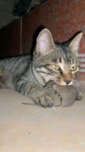 TOM & JERRY ORIGINAL

#kucinglucu #kucingoyen #catlovers #pencintakucing #kucinggemoy #kucinggemes #sahabarkucing