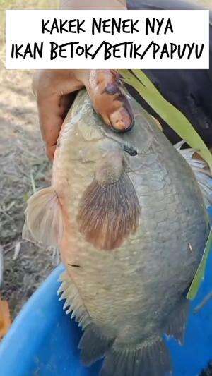 betok super babon   #RCTIPlus  #HOTrctiplus  #RCTIoke  #mancing  #wildfishing 