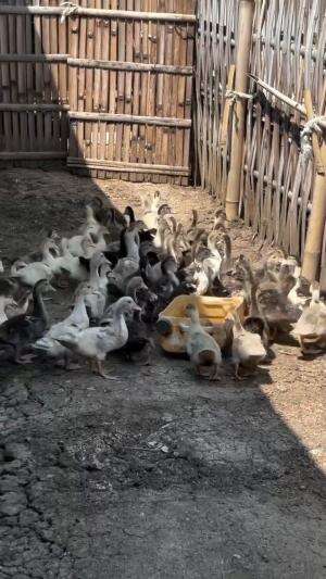 entok buat stok tahun baru
#HOTrctiplus 