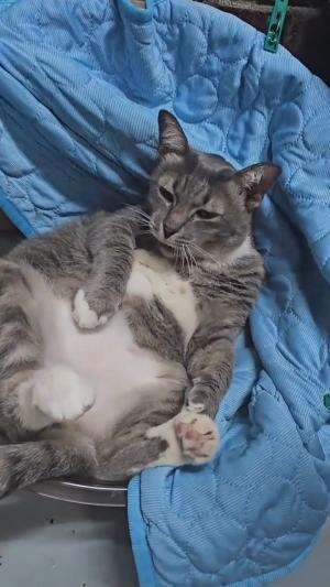 weekend waktunya nyantaii
#HOTrctiplus #shortplus #kucingoyen #duniakucing