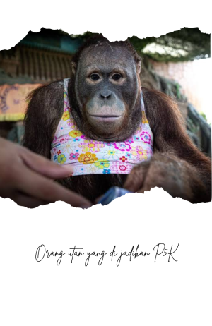 kamu ga akan percaya tentang apa yg dialami orang utan ini #animalrescue  #truestory #ponyorangutan