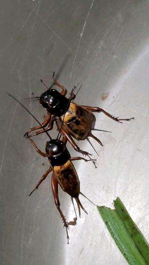 Jangkrik bos #indonaturevalues 