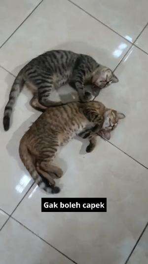 gak boleh capek

#HOTrctiplus #shortplus #kucingoyen #duniakucing
