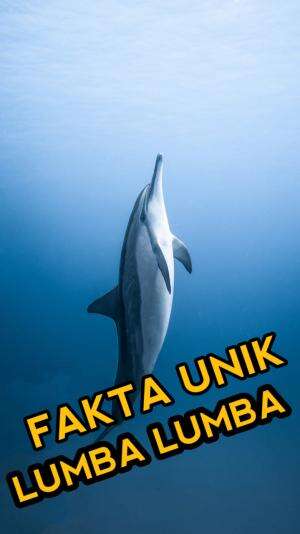 sedikit funfact tentang lumba lumba
 #Funfact #hewan #fyp 