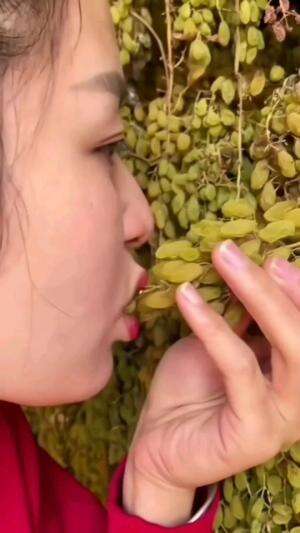 proses pembuatan kismis anggur
 #shortplus  #petani  #perkebunan 