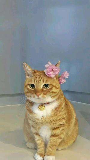 Fakta Menarik Tentang Kucing🐱😽😺

#cat #animal #Kucing 