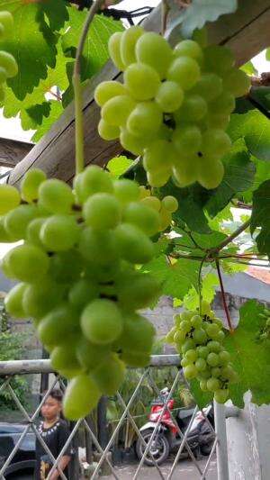 Anggur Baikonur & Ara 15