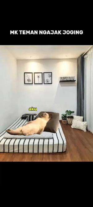 mending gak usah ngajak sekalian
#meme #kucinglucu #Kucing 